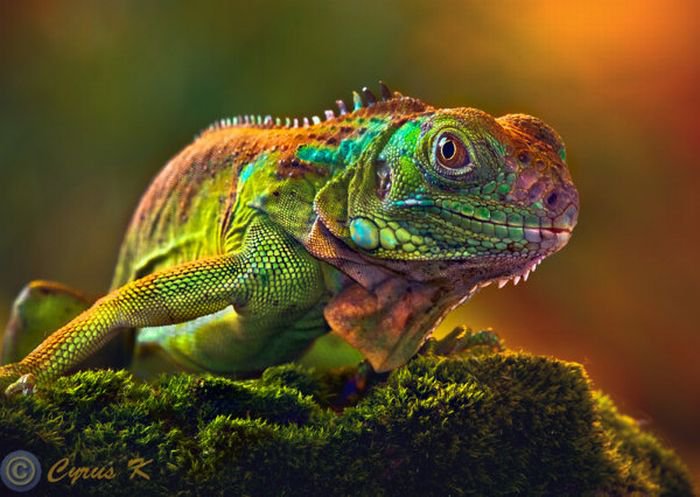 Iguana, animal de companie